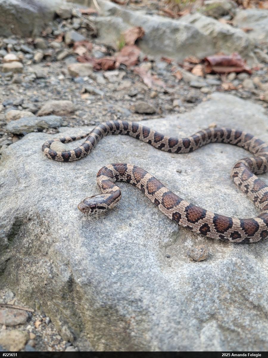 Eastern Milksnake