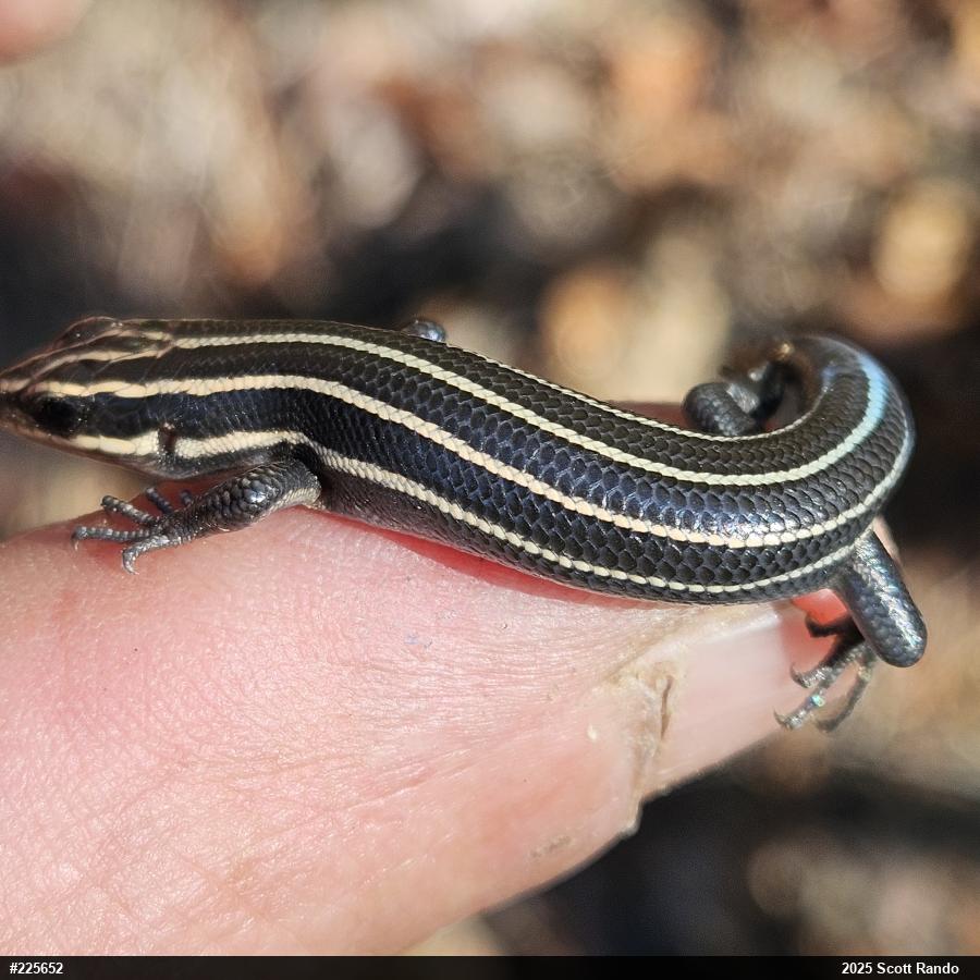 Common Five-lined Skink
