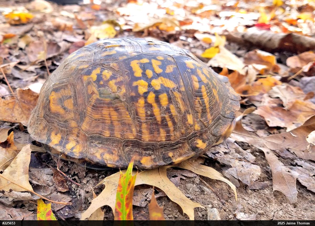 Eastern Box Turtle