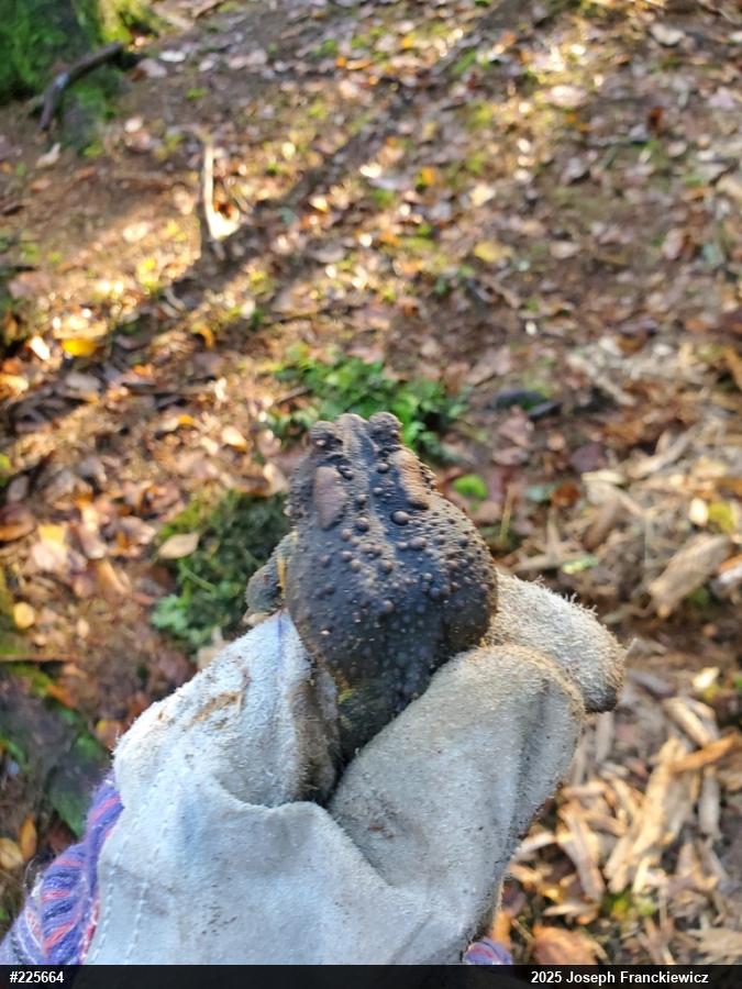 Eastern American Toad