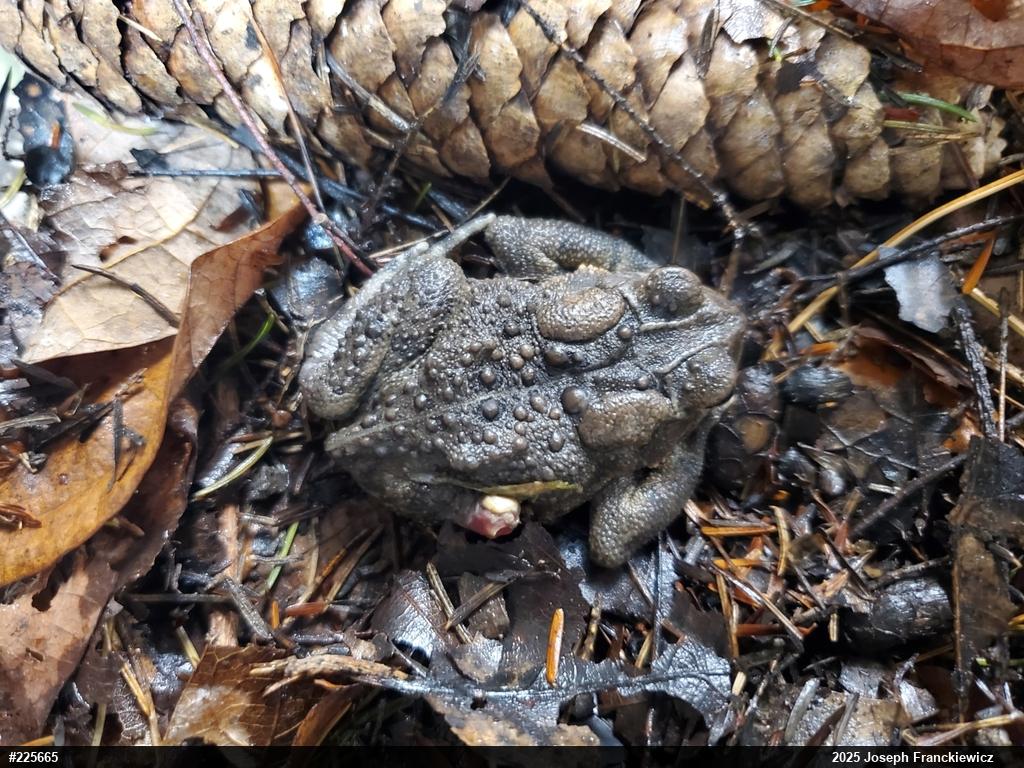 Eastern American Toad