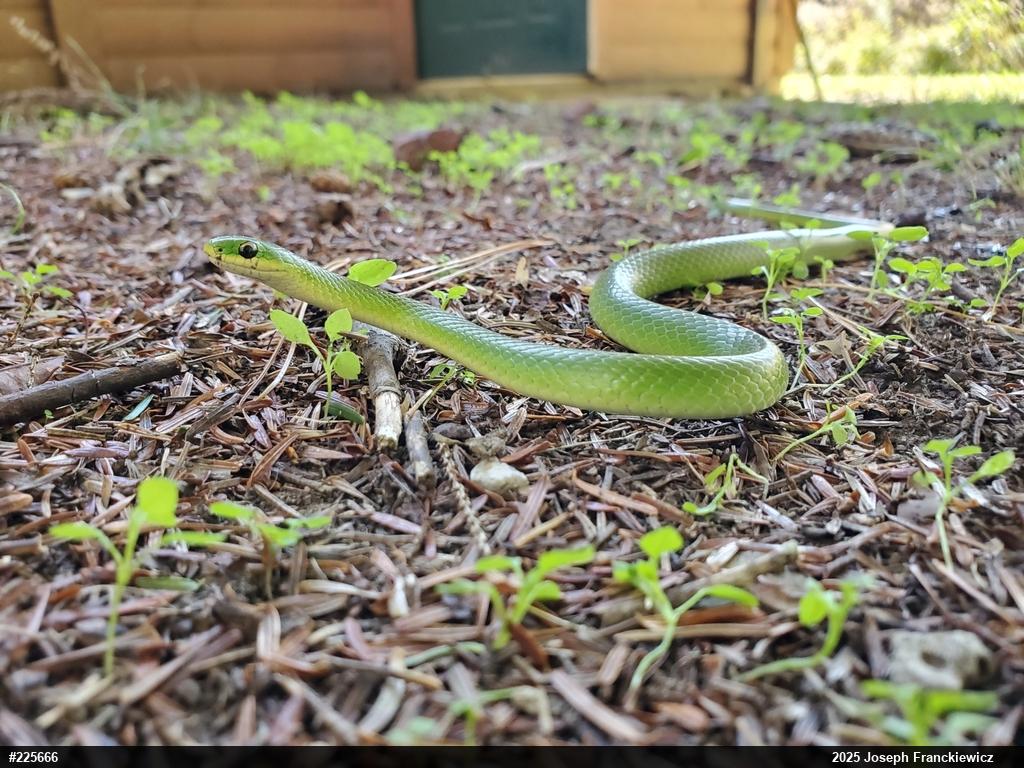 Smooth Greensnake