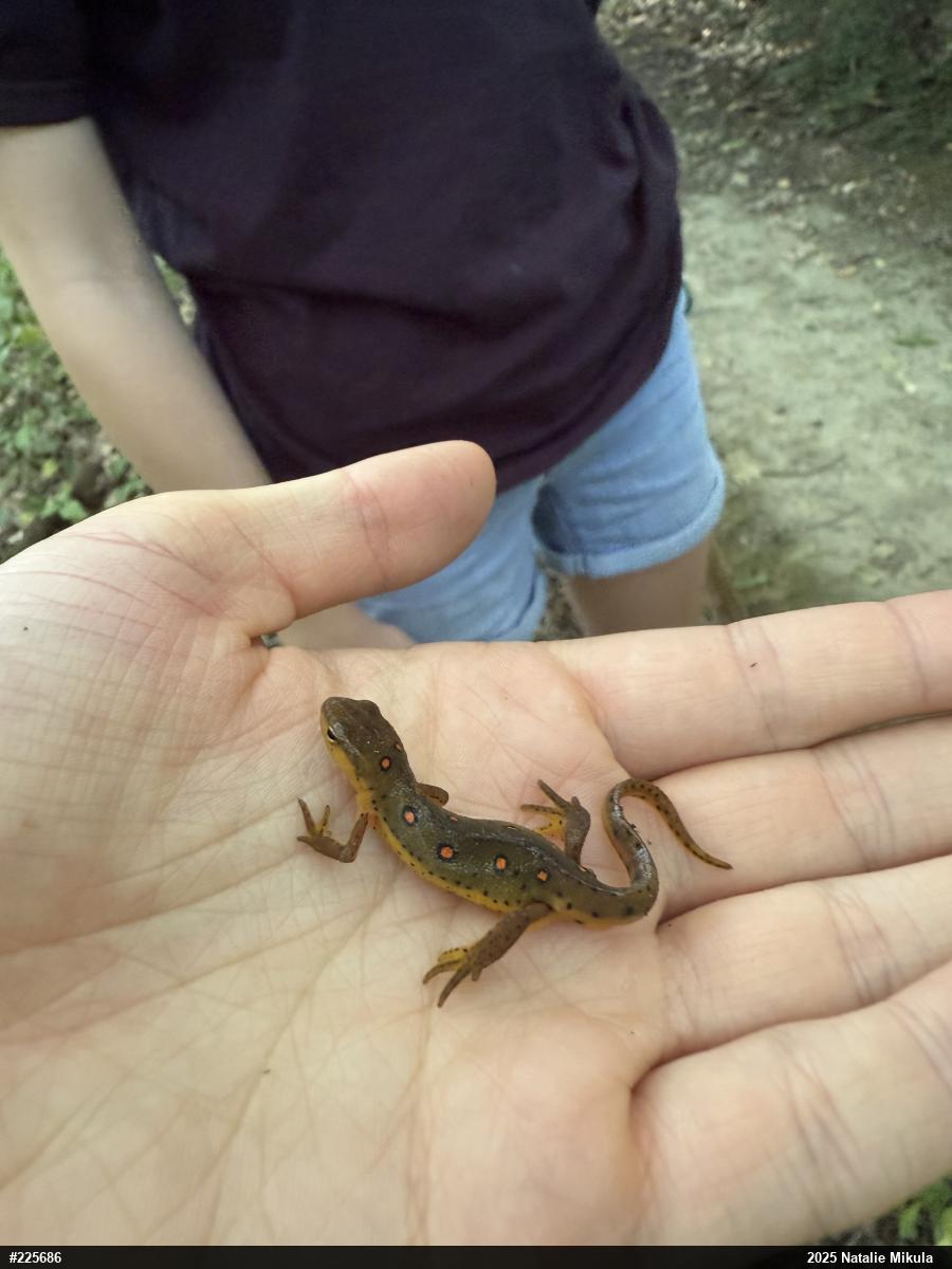 Red-spotted Newt