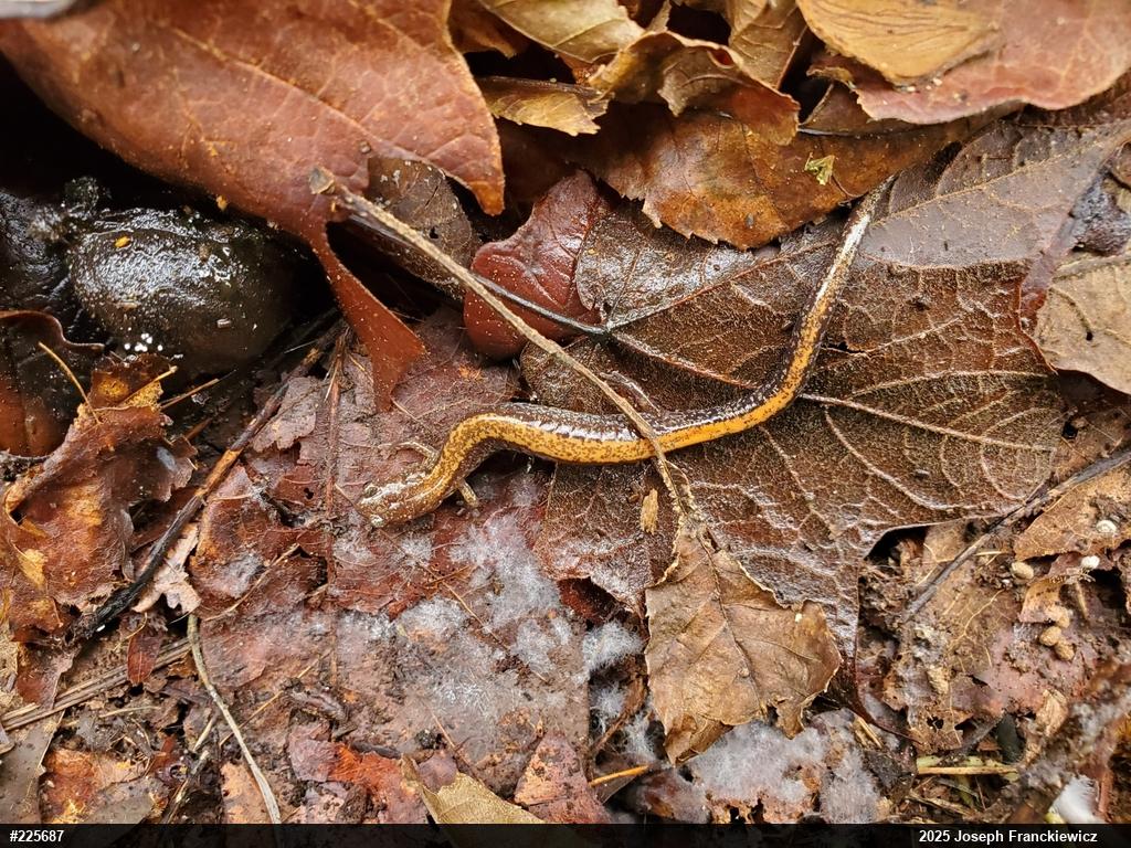 Eastern Red-backed  Salamander