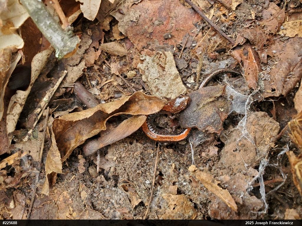 Eastern Red-backed  Salamander