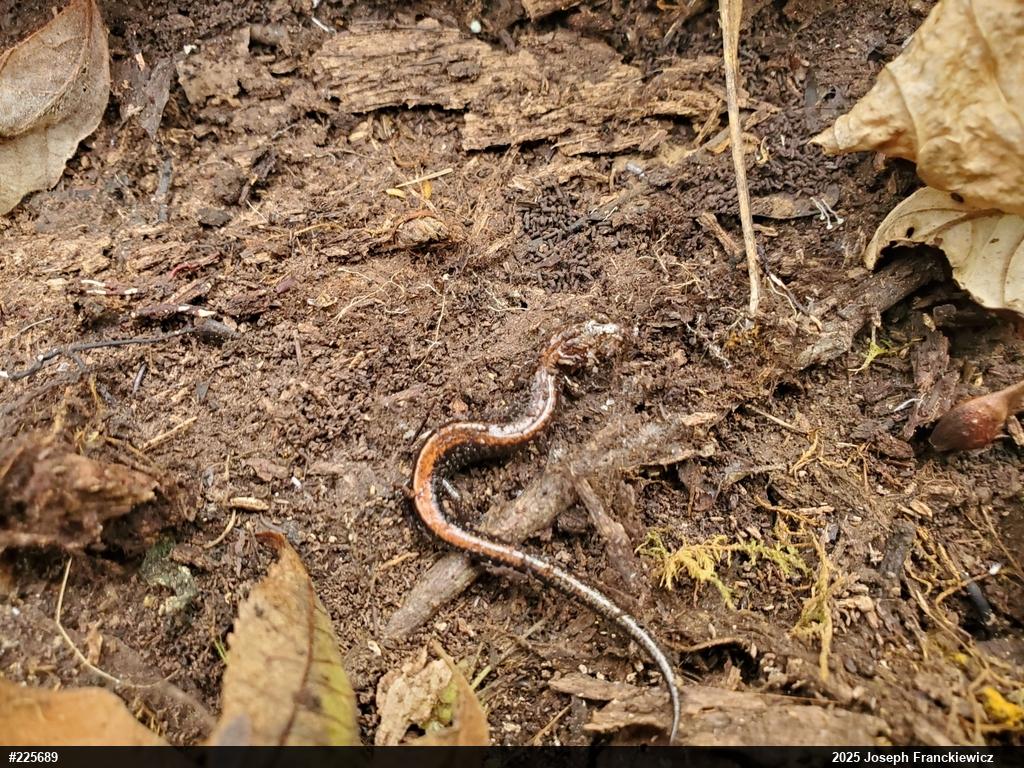 Eastern Red-backed  Salamander