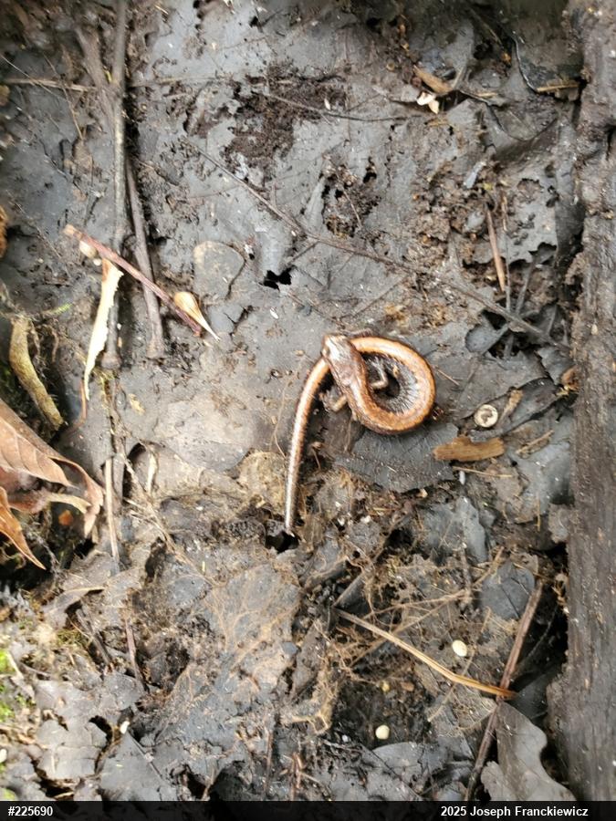 Eastern Red-backed  Salamander