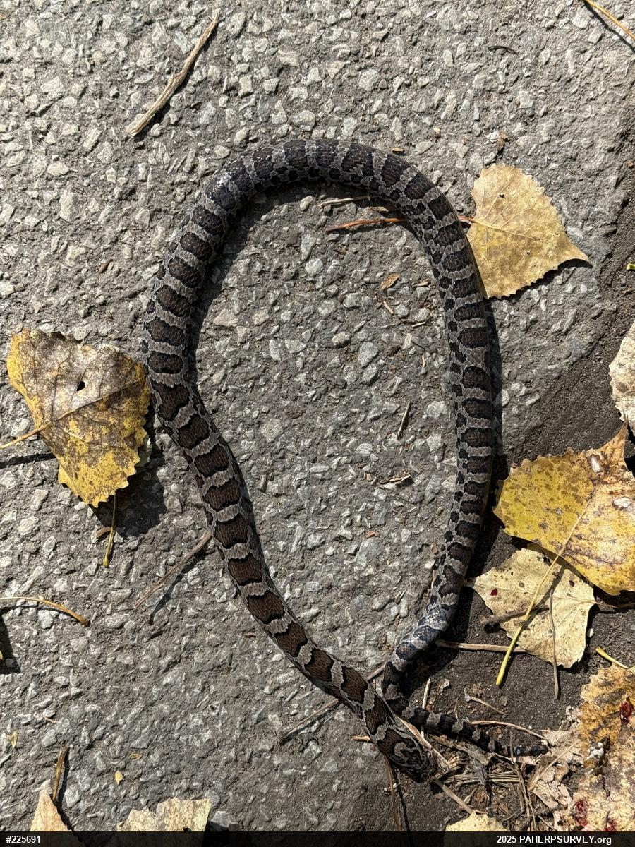 Eastern Milksnake