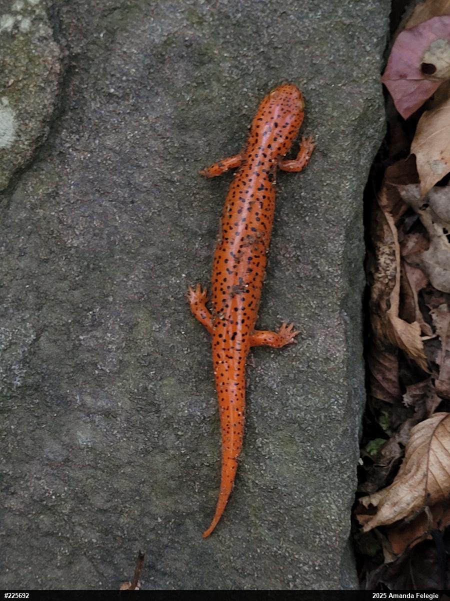 Northern Red Salamander