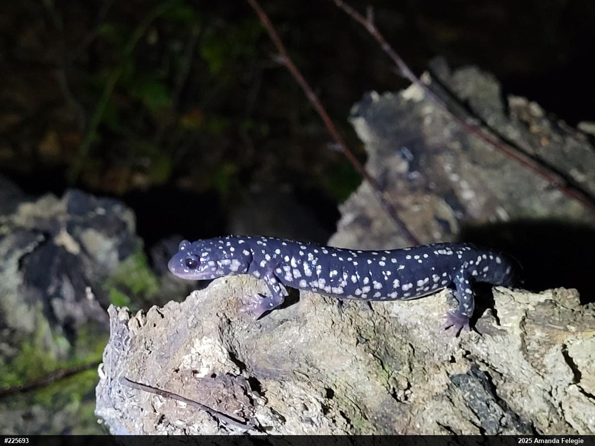 Northern Slimy Salamander