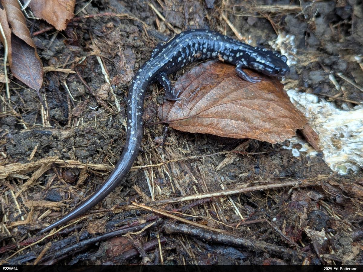 Northern Slimy Salamander