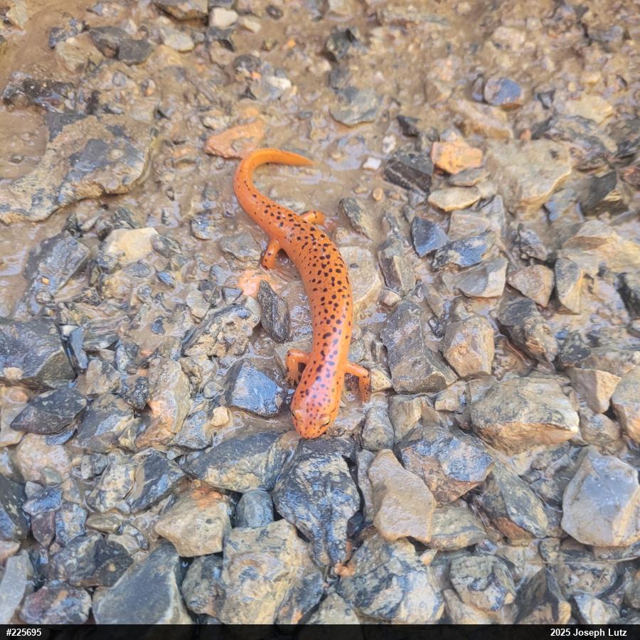 Northern Red Salamander