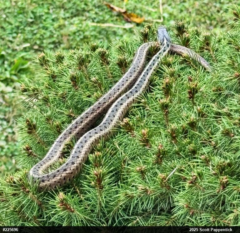 Eastern Gartersnake