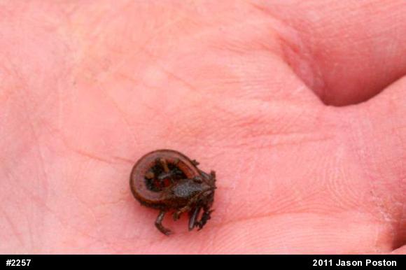 Eastern Red-backed  Salamander