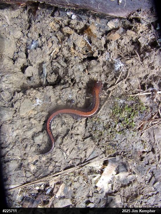 Eastern Red-backed  Salamander