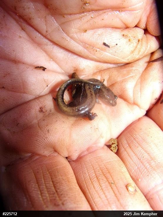 Allegheny Mountain Dusky Salamander