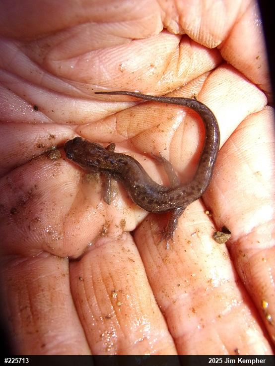 Allegheny Mountain Dusky Salamander