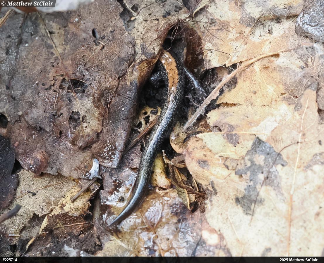 Eastern Red-backed  Salamander
