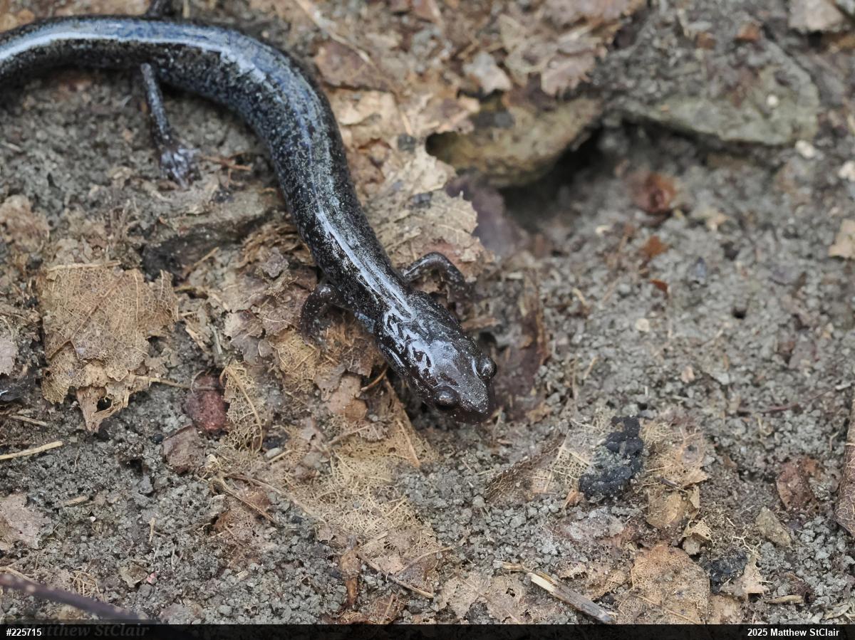 Valley And Ridge Salamander