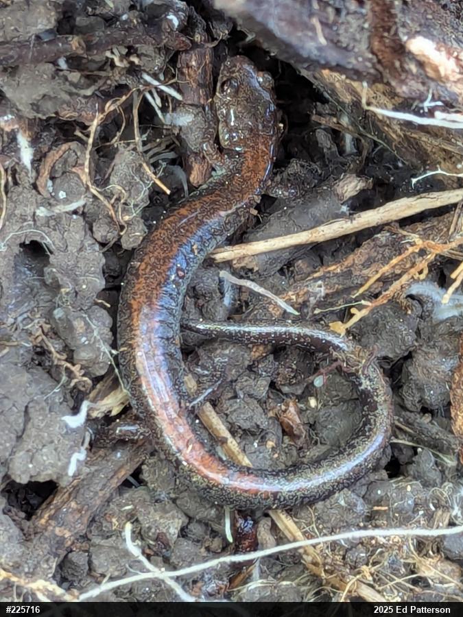 Eastern Red-backed  Salamander