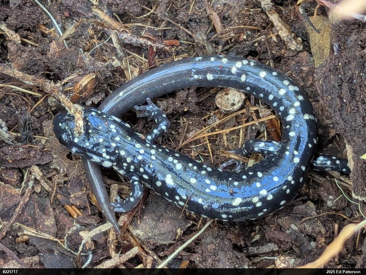 Northern Slimy Salamander
