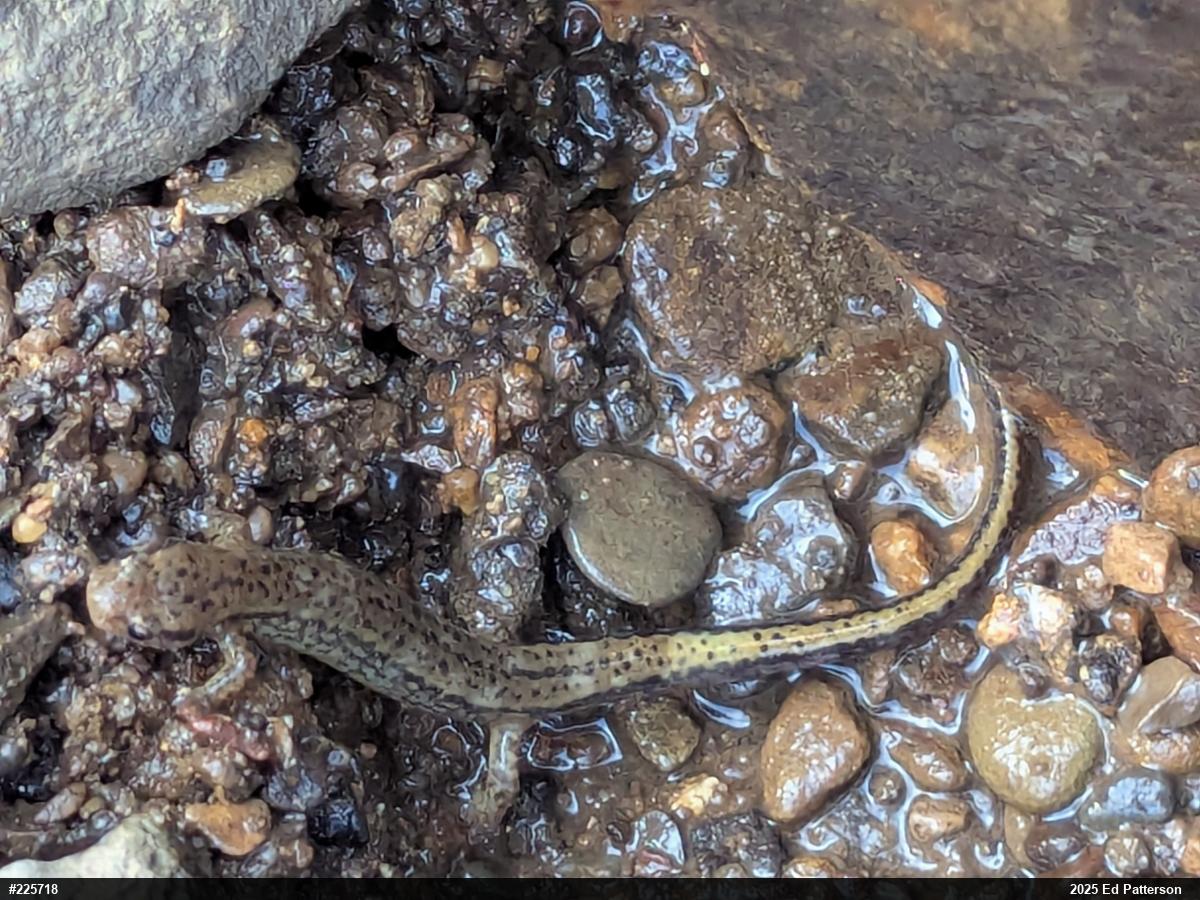 Northern Two-lined Salamander