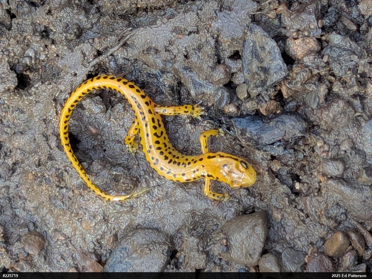Eastern Long-tailed Salamander
