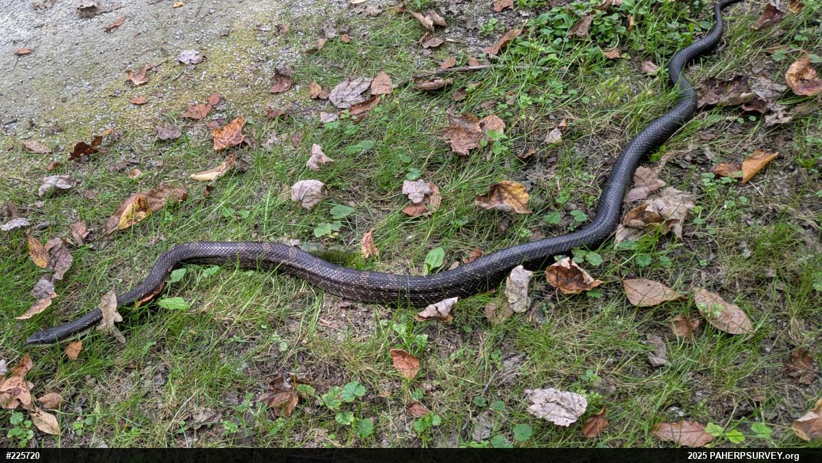 Eastern Ratsnake
