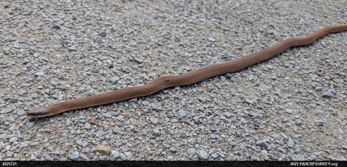 Queensnake