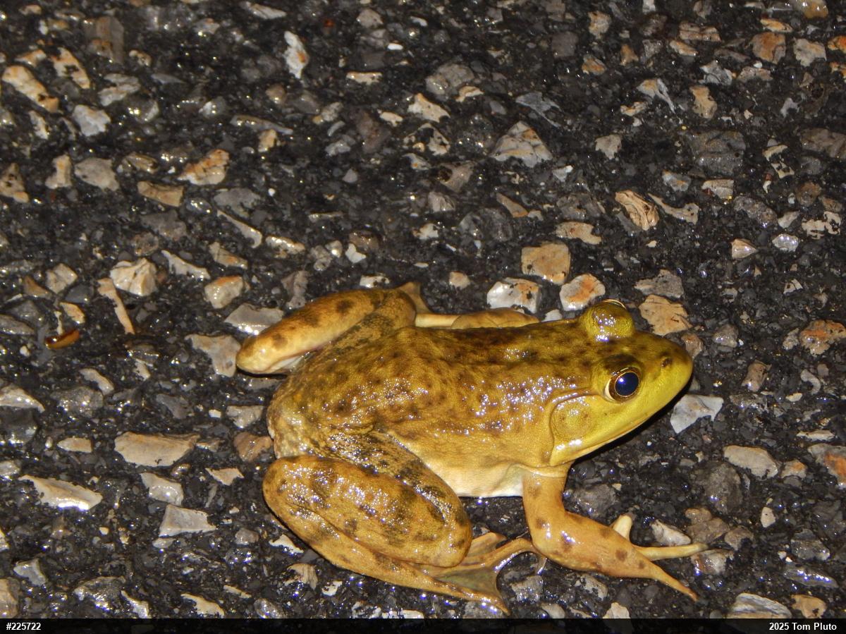 American Bullfrog