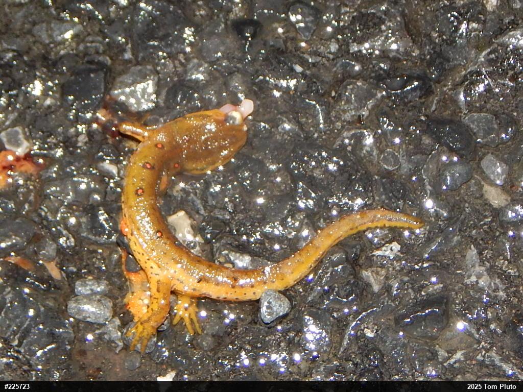 Red-spotted Newt