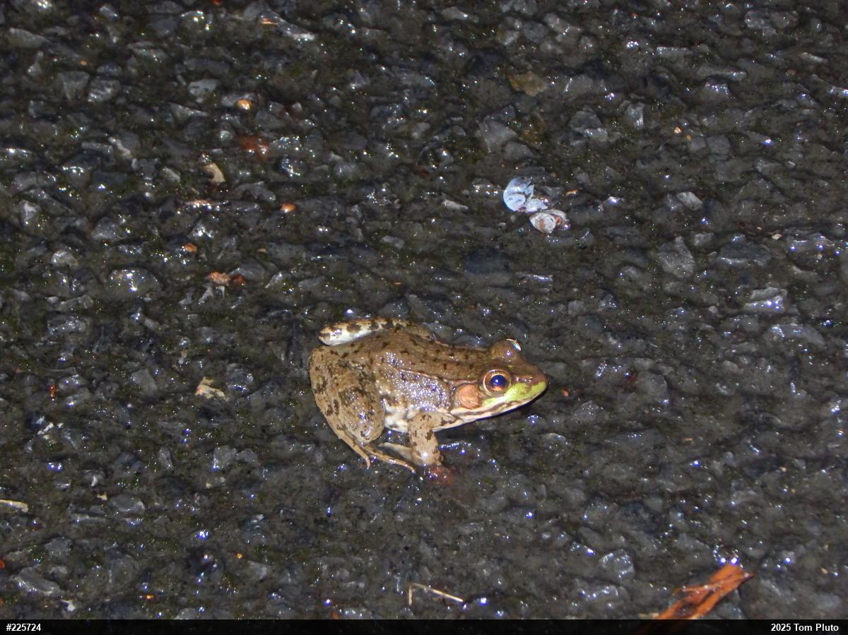 Green Frog