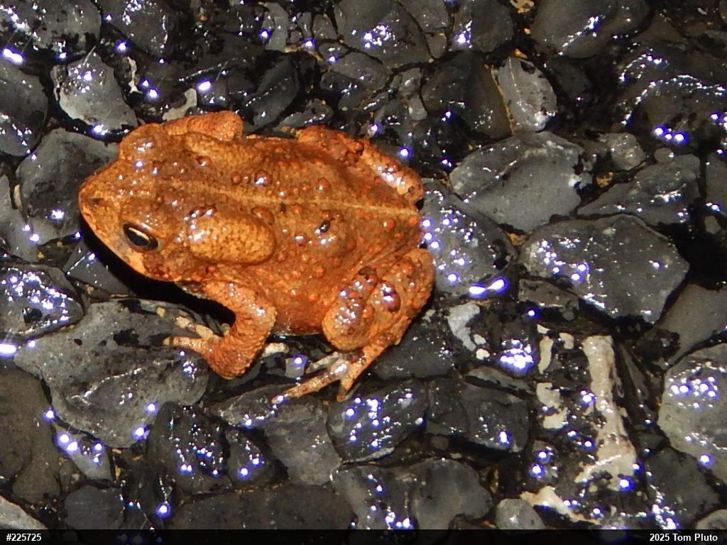 Eastern American Toad