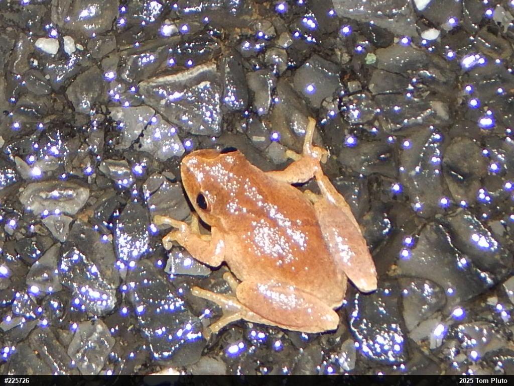 Spring Peeper