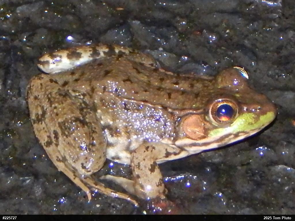Green Frog