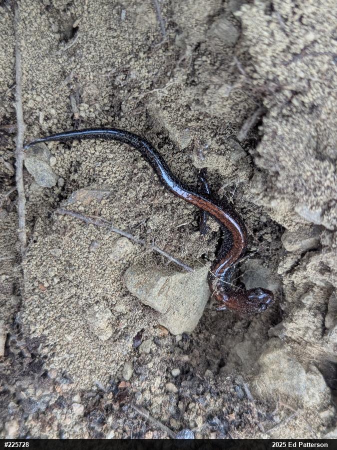 Eastern Red-backed  Salamander