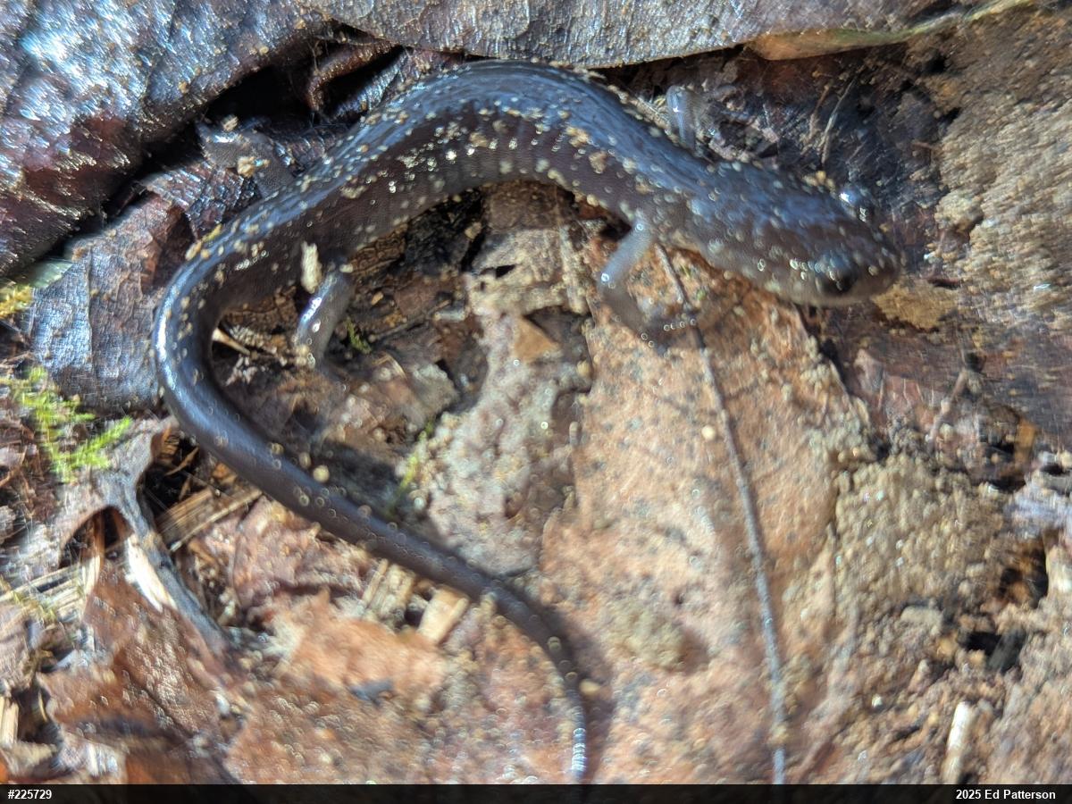 Wehrle's Salamander