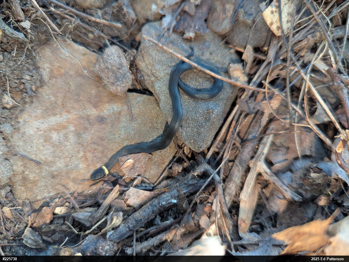Northern Ring-necked Snake