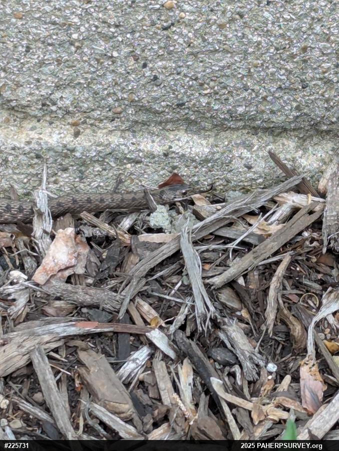 Dekay's Brownsnake