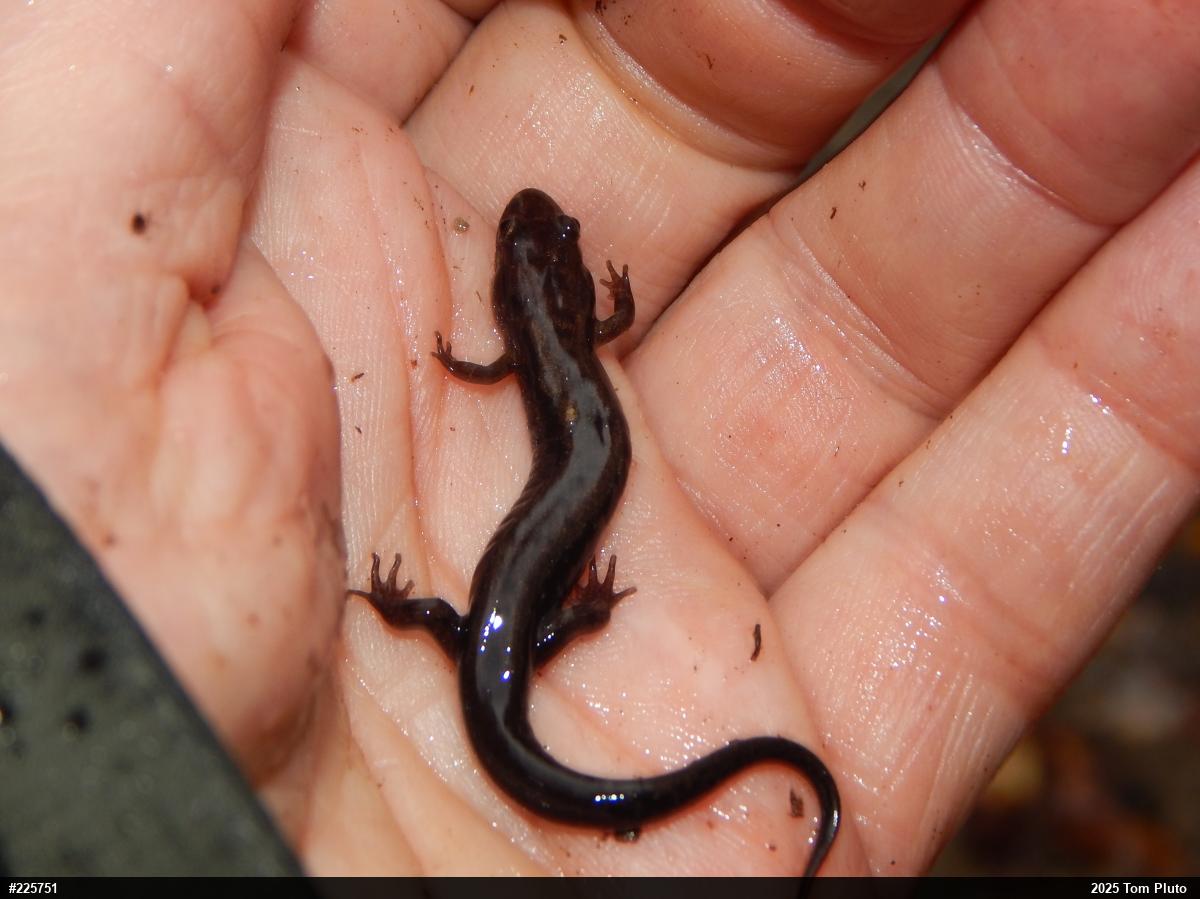 Allegheny Mountain Dusky Salamander