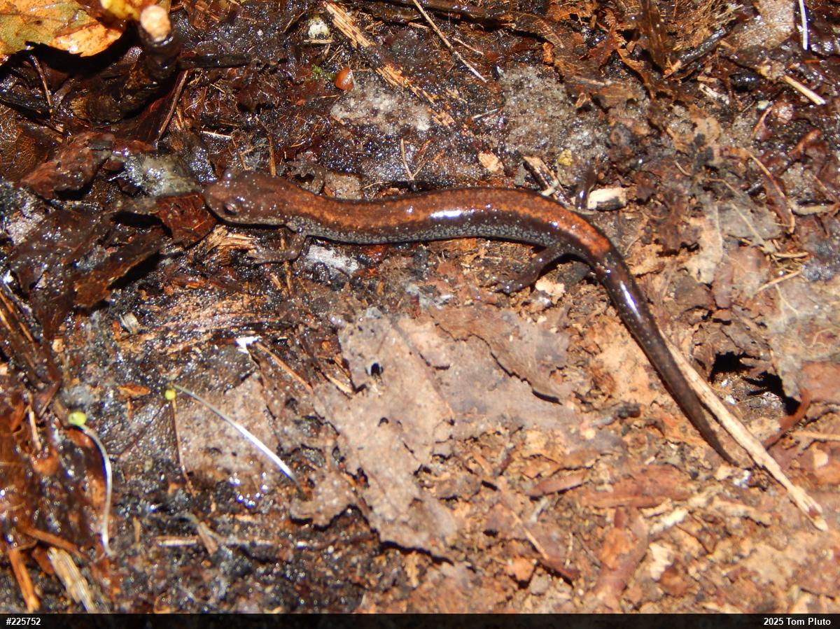 Eastern Red-backed  Salamander