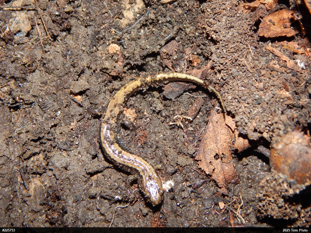 Allegheny Mountain Dusky Salamander