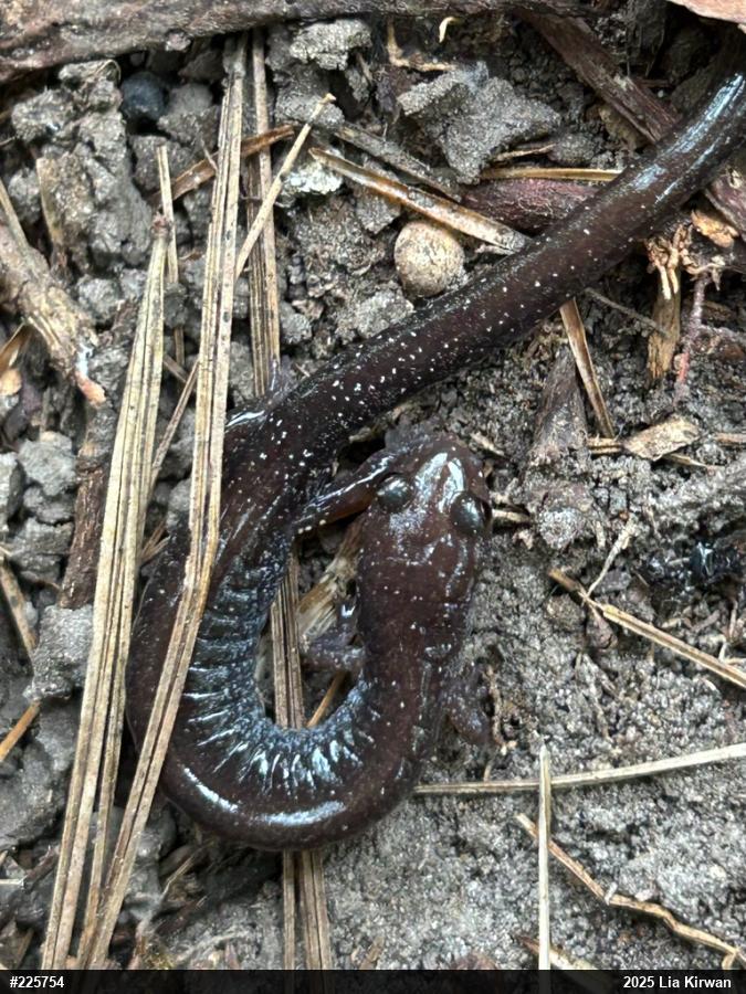 Eastern Red-backed  Salamander