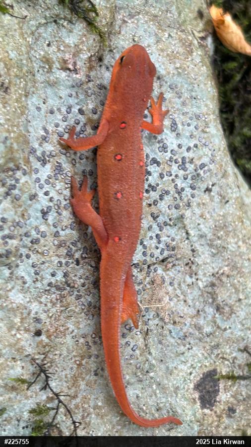 Red-spotted Newt