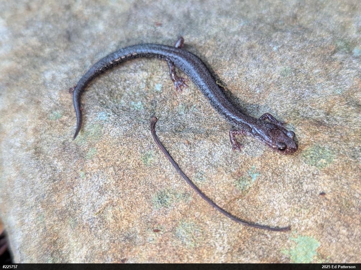 Valley And Ridge Salamander