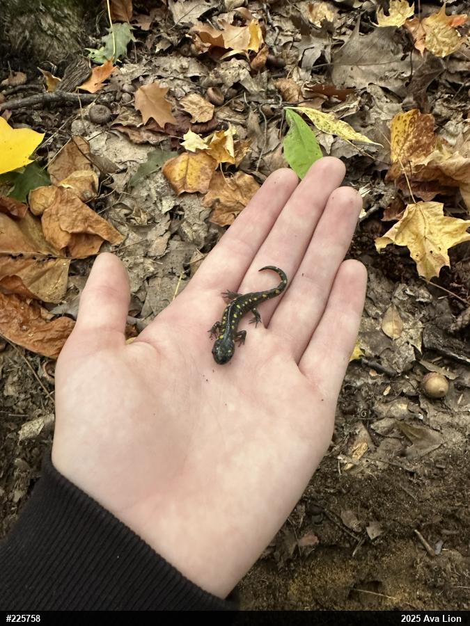 Spotted Salamander