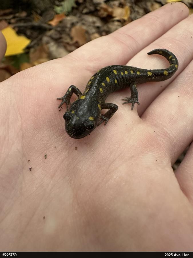 Spotted Salamander
