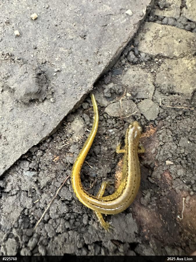 Northern Two-lined Salamander