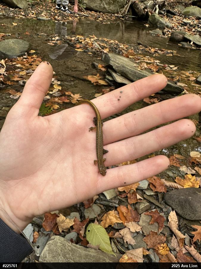 Northern Two-lined Salamander