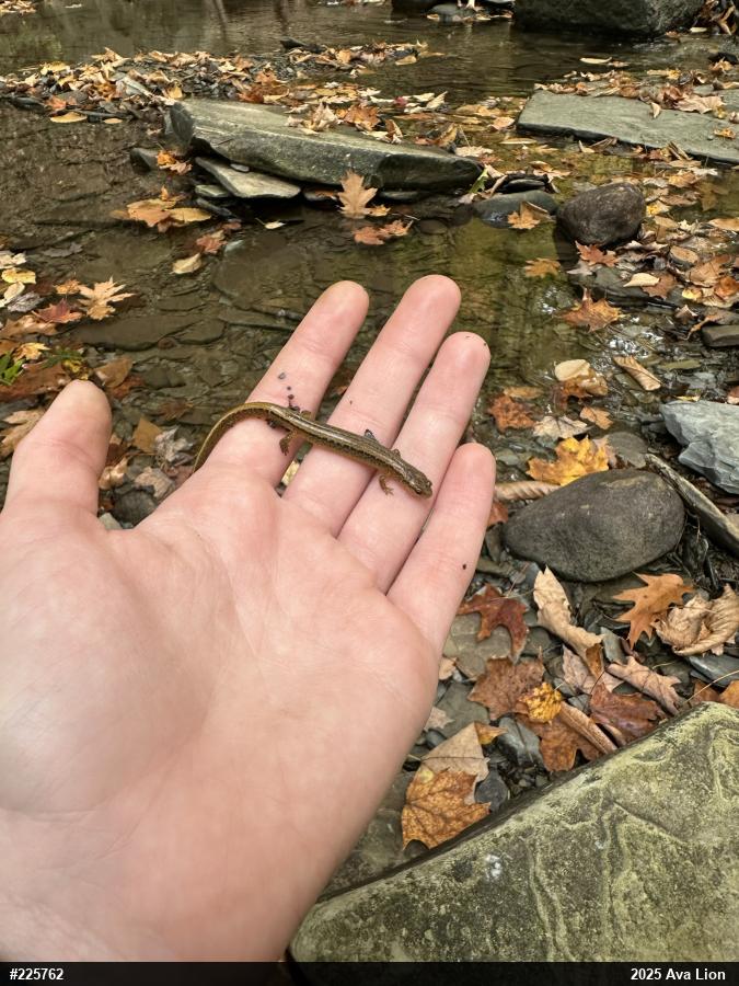 Northern Two-lined Salamander